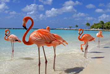 Aruba gay group Cruise