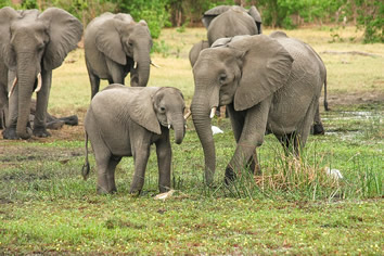 South Africa gay safari elephants
