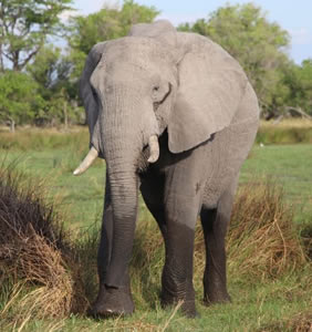 Tanzania gay safari - elephant