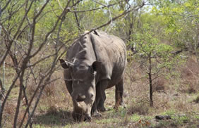 Tanzania gay safari - Rhino
