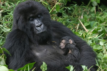 Rwanda gay safari