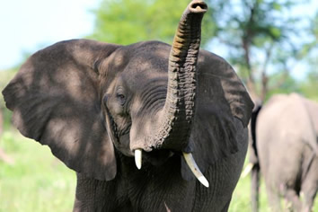 Tarangire National Park Gay Safari