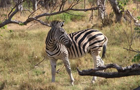 Tanzania gay safari - zebra