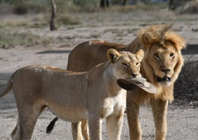 Tanzania gay safari - cat and the hat