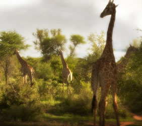 Africa luxury gay safari tour