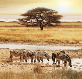 Gay Botswana luxury safari tour
