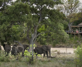 South Africa gay safari