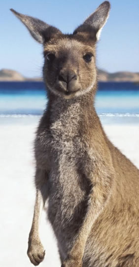 Australia Gay tour - Kangaroo