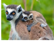 Madagascar lemurs
