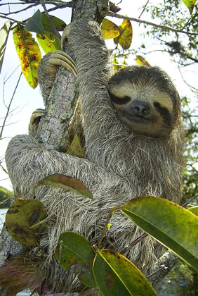 Costa Rica sloth lesbian tour
