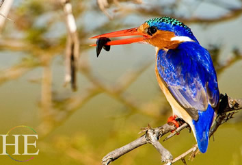 Botswana Gay Safari Adventure