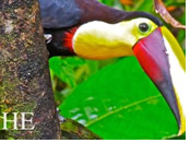 Costa Rica gay adventure trip - toucan