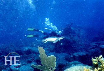 Saba Gay diving tour
