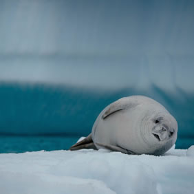 Anutarctica wildlife
