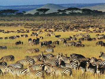 Serengeti National Park gay safari