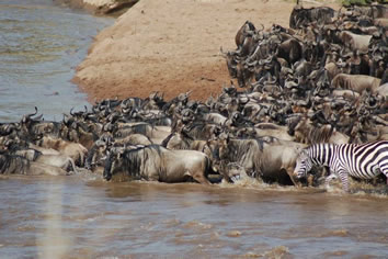 Tanzania gay safari - Serengeti Great Migration