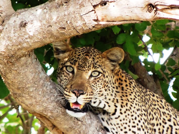 Tanzania Gay Safari Tour