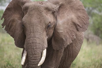 Tanzania Gay Safari - Tarangire Nationap Park