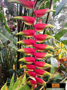 Heliconia