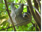 Costa Rica gay tour - Tortuguero