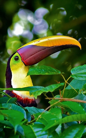 Gay Costa Rica Tour