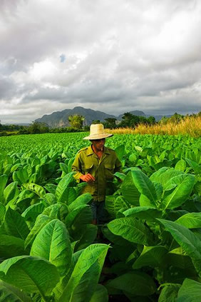 Cuba tobaco field