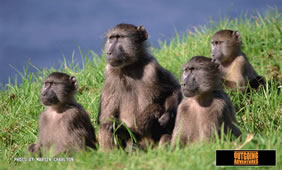 Outgoing Adventures Tanzania gay safari tour