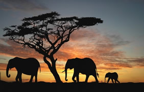 Gay Tanzania travel
