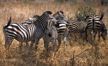 Tanzania safari gay tour