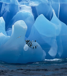 Antarctica gay cruise - iceberg & penguins