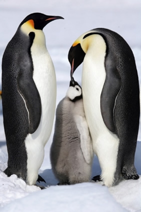 Gay Antarctica cruise - penguins