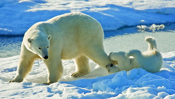Arctic gay cruise adventure