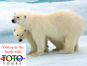 Arctic gay group cruise