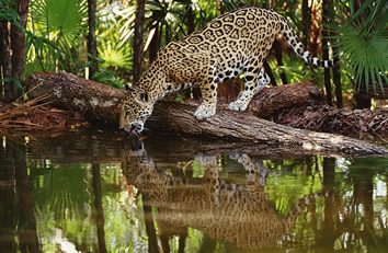 Peru rainforest gay tour