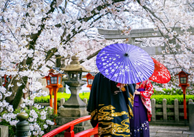 Kyoto Cherry Blossom cruise