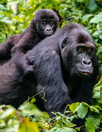 Africa gay cruise
