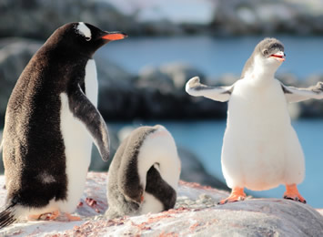 Antarctic Gay Cruise