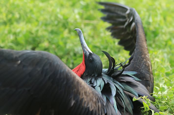 Galapagos gay tour