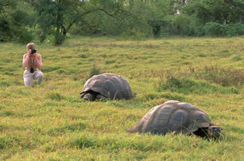 Galapagos Giant tortoise