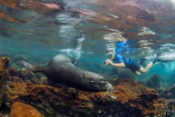 Galapagos swim with sea lions