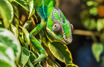 Madagascar Gay Cruise chameleon