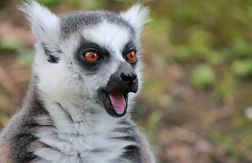 Madagascar lemur