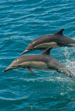 Mexico Baja La Paz Gay Sailing Cruise