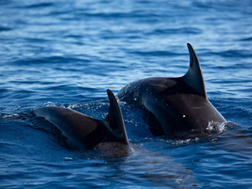 Sea of Cortez dolphins