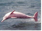 Amazon River gay cruise - Pink River Dolphin
