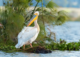 Danube Delta gay cruise