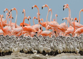 Galapagos gay cruise flamingos