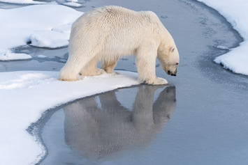 Arctic gay cruise polar bear