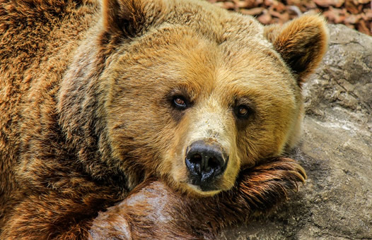 Alaska Bears Cruise 2026