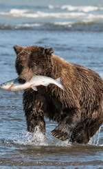 Gay Bears Alaska Cruise 2026